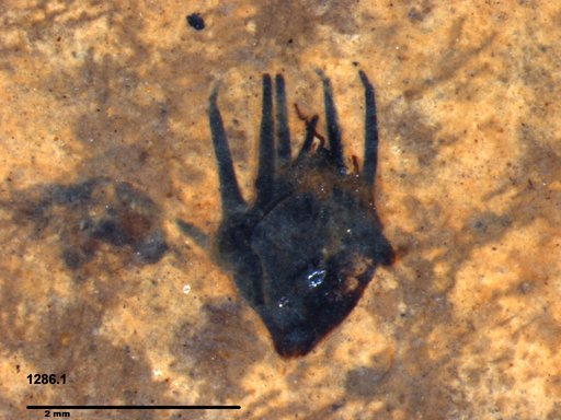Tracheophyta