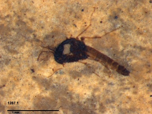 Diptera