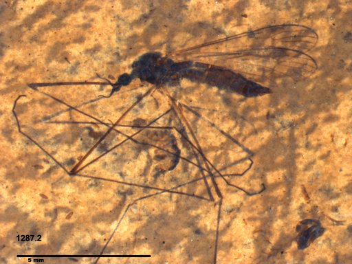 Diptera