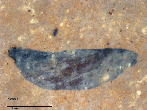 Tracheophyta