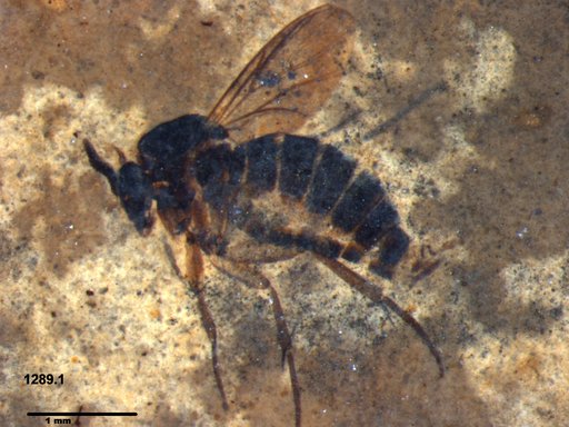 Diptera