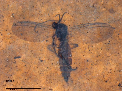 Diptera