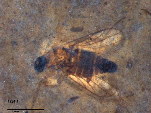 Diptera