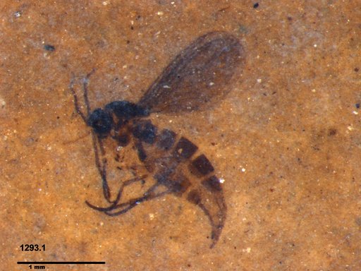 Sciaridae