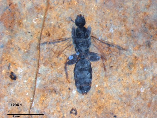 Formicidae