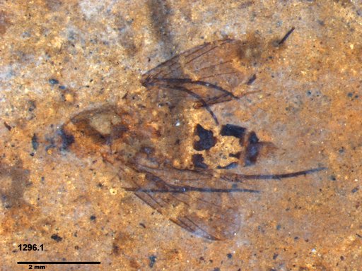Diptera