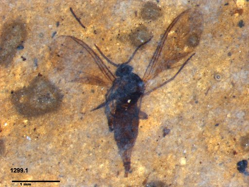 Sciaridae