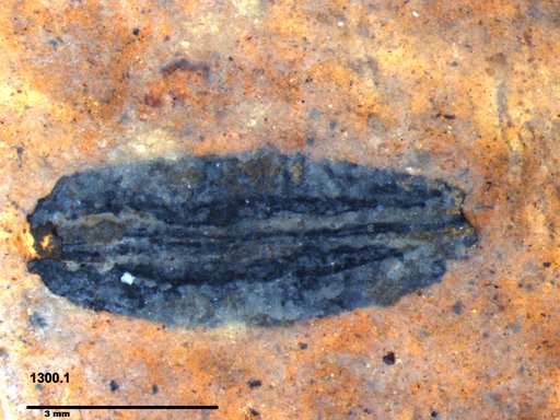 Tracheophyta