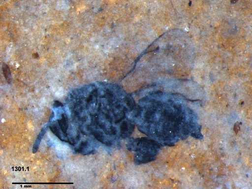 Chalcididae