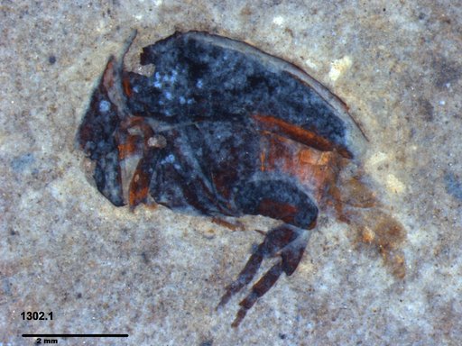 Mordellidae