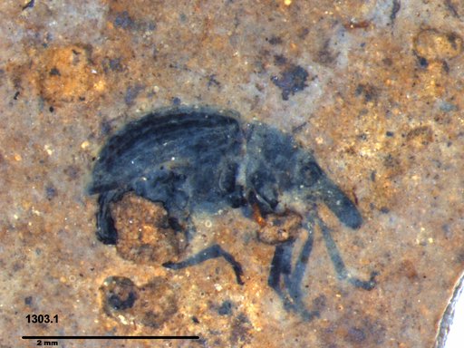 Genus sp