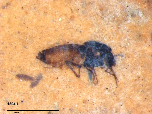 Diptera