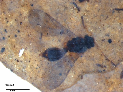 Diapriidae