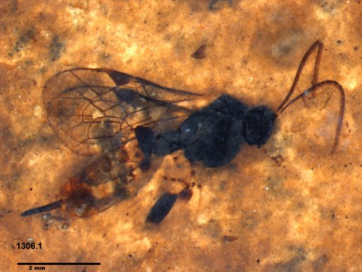 Braconidae