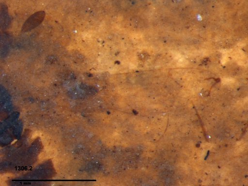 Chaoboridae