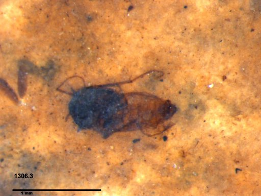 Diptera
