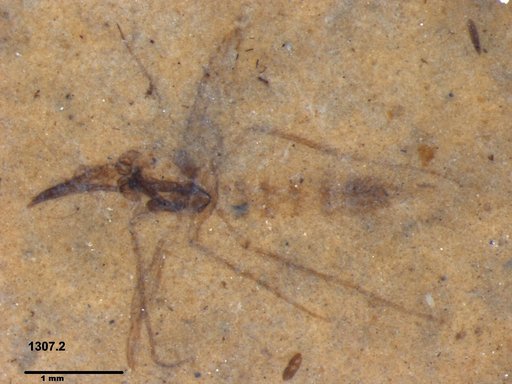 Chaoboridae