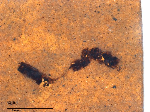 Genus sp