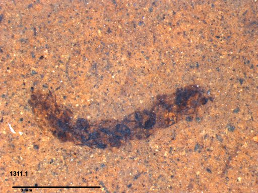 Genus sp