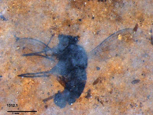 Diptera
