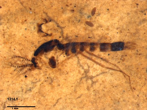 Chaoboridae