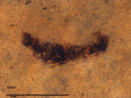 Genus sp