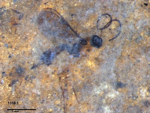 Braconidae