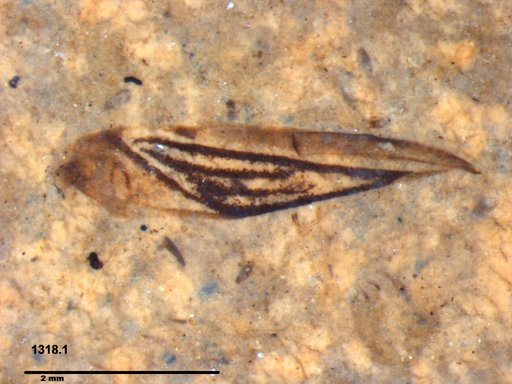 Corixidae