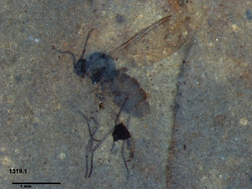 Chaoboridae