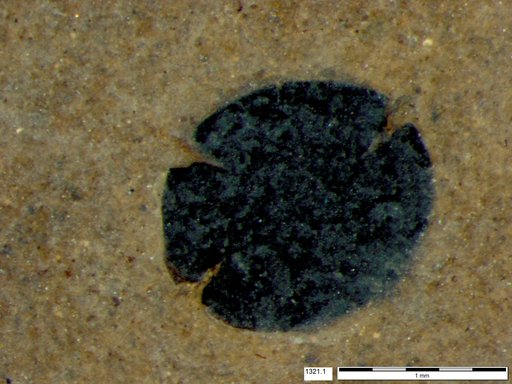 Tracheophyta