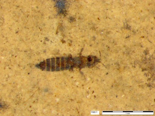 Genus sp