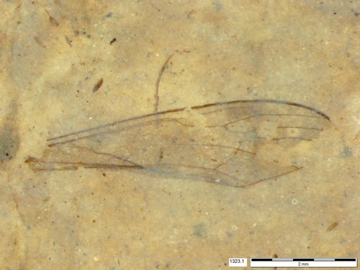 Diptera