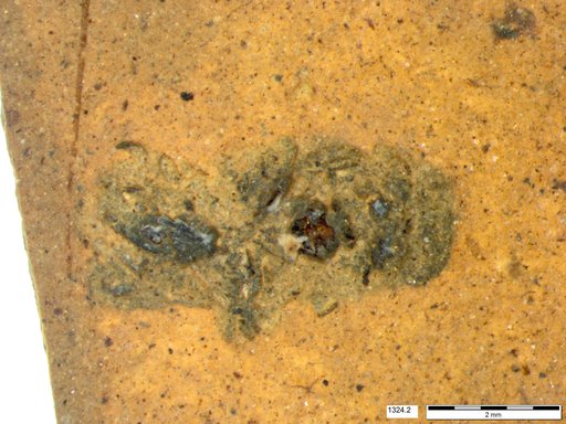 Genus sp