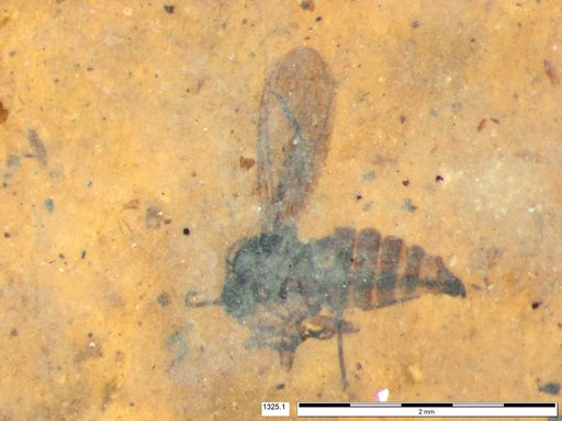 Sciaridae