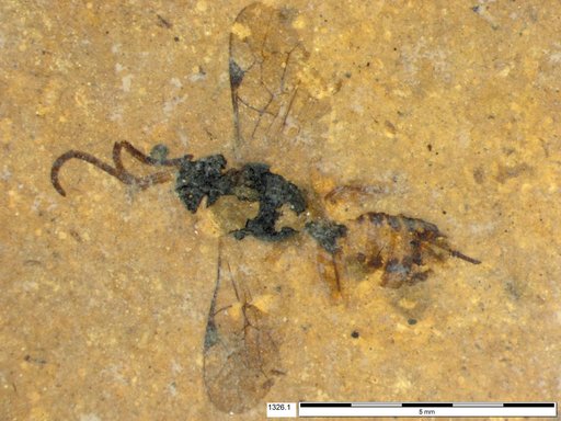 Genus sp