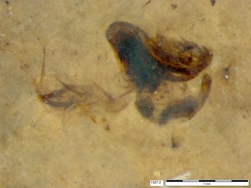 Chaoboridae