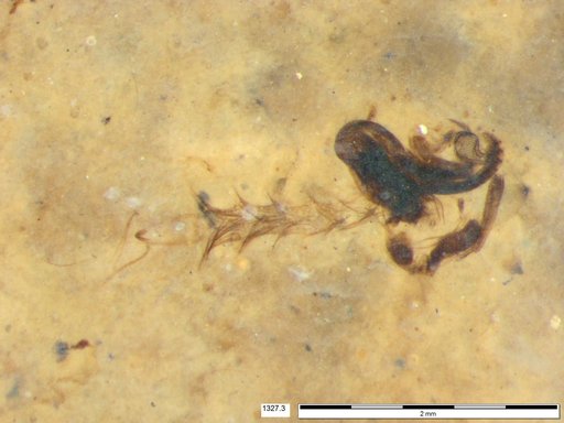 Chaoboridae