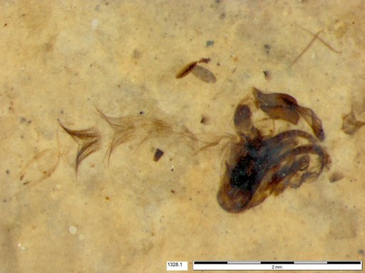 Chaoboridae