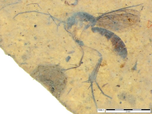 Mycetophilidae