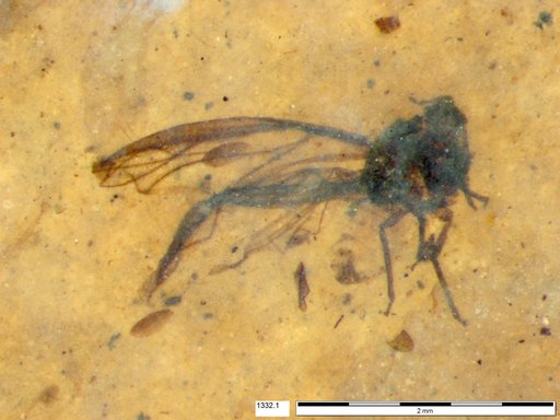 Aphididae