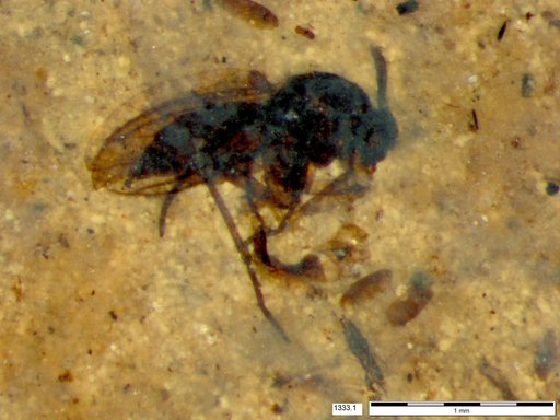 Diptera