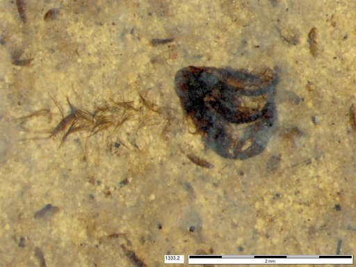 Chaoboridae