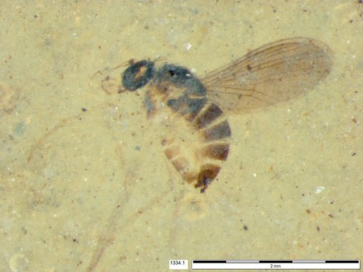 Genus sp.