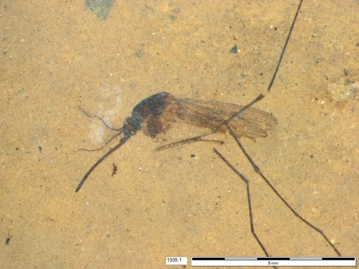Genus sp