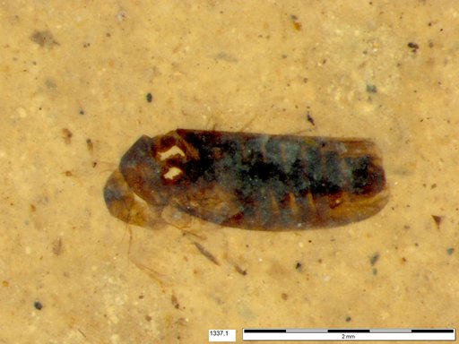 Genus sp