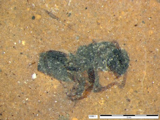 Formicidae