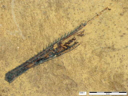 Genus sp