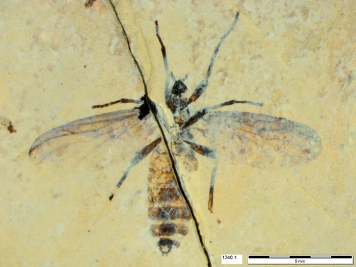 Genus sp