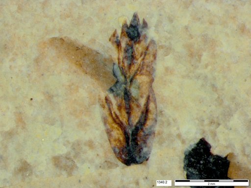 Tracheophyta