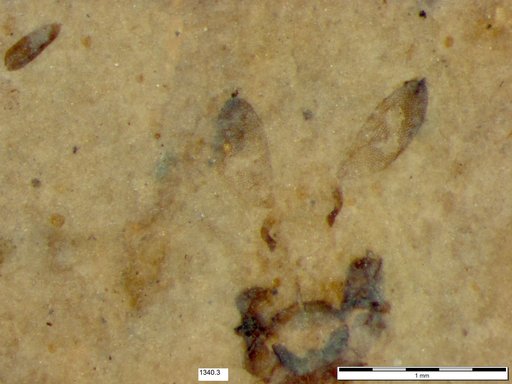 Chaoboridae